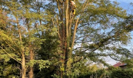 Démontage d'un acacia