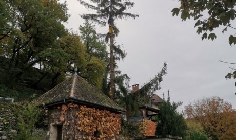 Abattage d'un épicéa à Bourgoin Jallieu