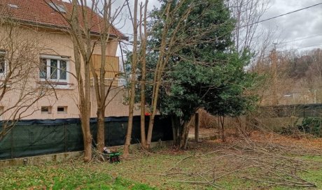 Elagage d'un bosquet d'accacia à Bourgoin Jallieu