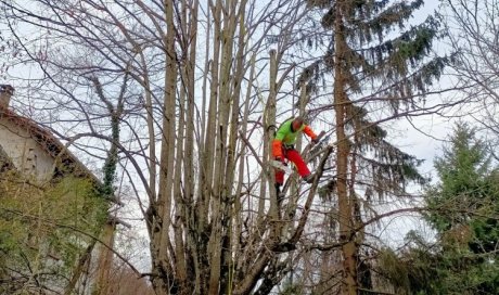 Elagage d'un tilleul à Bourgoin Jallieu