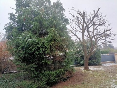 Taille d'arbres et d'abustres à Bourgoin-Jallieu