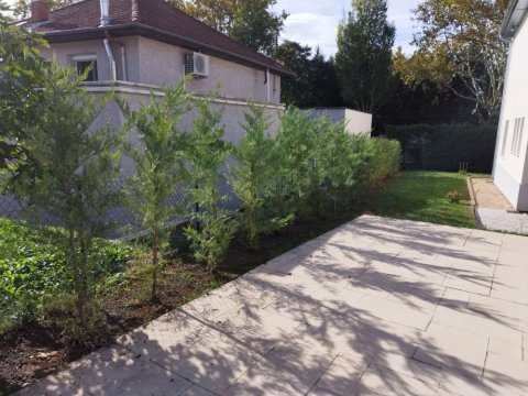 Plantation d'une haie de cyprès de Leyland à LYON