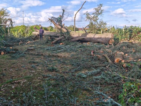 Chantier en hauteur - Abattage d'un cèdre à Bourgoin Jallieu