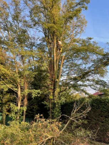 Démontage d'un acacia