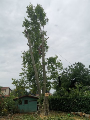 Démontage d'un platane à LYON