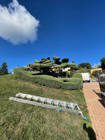 Taille d'un Juniperus à la TOUR DU PIN