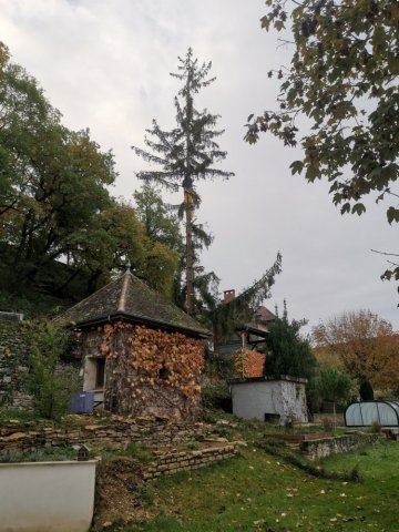 Abattage d'un épicéa à Bourgoin Jallieu