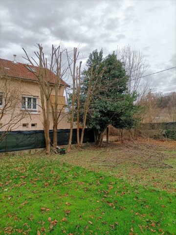 Elagage d'un bosquet d'accacia à Bourgoin Jallieu