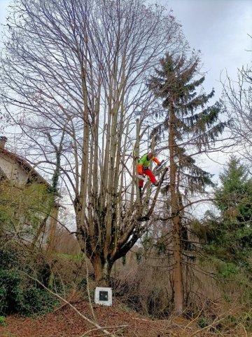 Elagage d'un tilleul à Bourgoin Jallieu