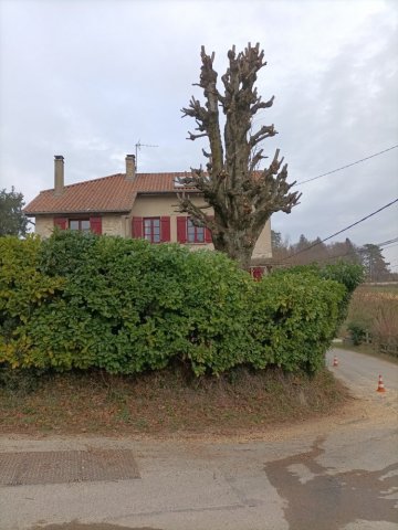 Elagage d'un tilleul à Bourgoin Jallieu