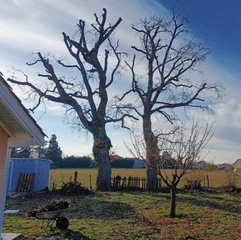 Elagage d'un arbre proche d'une maison à Saint-Cyr-au-Mont-d'Or