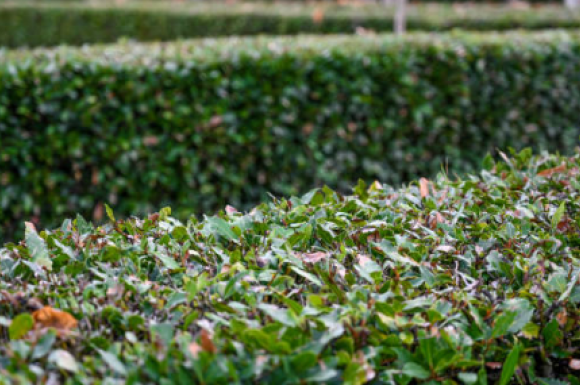 Entretien de jardin - Taille de haies