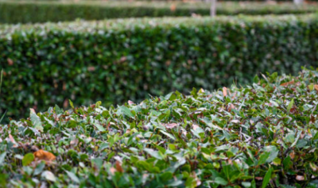 Entretien de jardin - Taille de haies