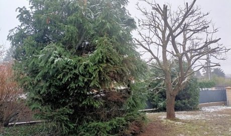 Taille d'arbres et d'abustres à Bourgoin-Jallieu