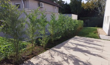 Plantation d'une haie de cyprès de Leyland à LYON