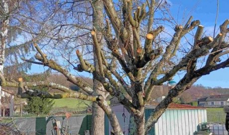 Élagage d'un Liquidambar et d'un cerisier décoratif à la Tour-du-Pin