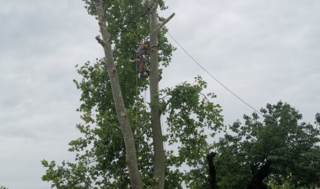 Démontage d'un platane à LYON