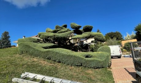 Taille d'un Juniperus à la TOUR DU PIN