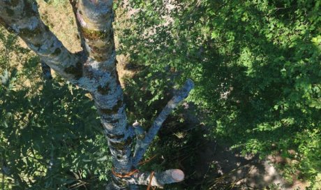 Chantier en hauteur - Démontage d'un frêne à Bourgoin Jallieu