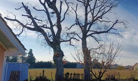 Elagage d'un arbre proche d'une maison à Saint-Cyr-au-Mont-d'Or