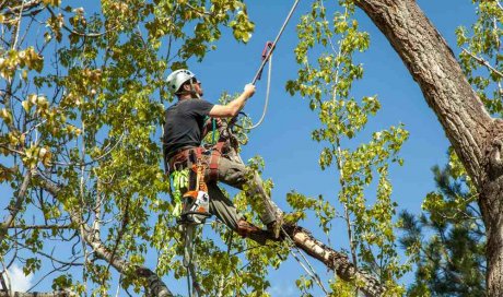 Élagage d'arbre malade proche d'habitation - Bourgoin-Jallieu - GREEN TOUCH