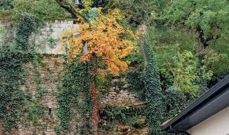 Elagage d'arbres en toute sécurité à Bourgoin Jallieu