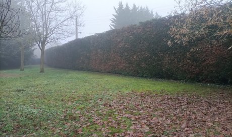 Taille d'une haie de cyprès de Leyland à Bourgoin-Jallieu