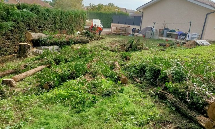 Abattage, démontage d'arbres