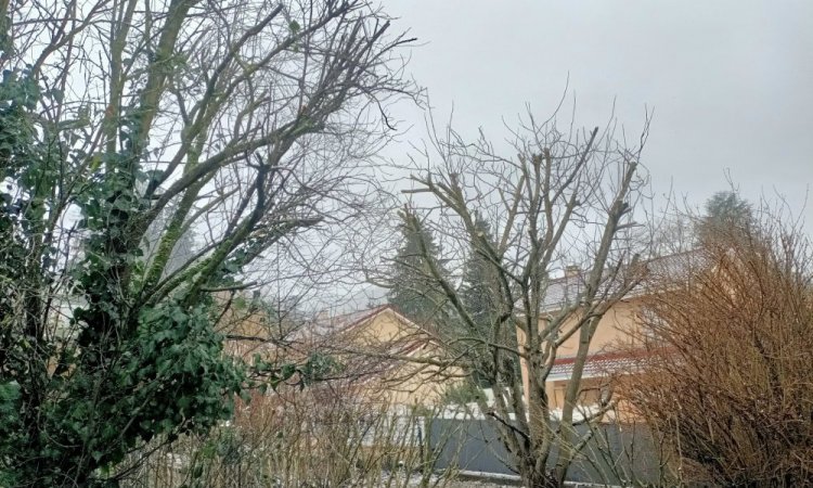 Taille d'arbres et d'abustres à Bourgoin-Jallieu