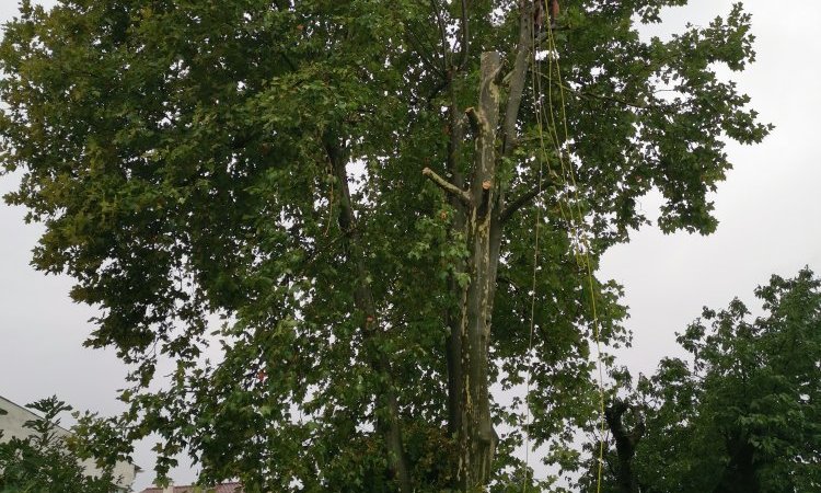 Démontage d'un platane à LYON