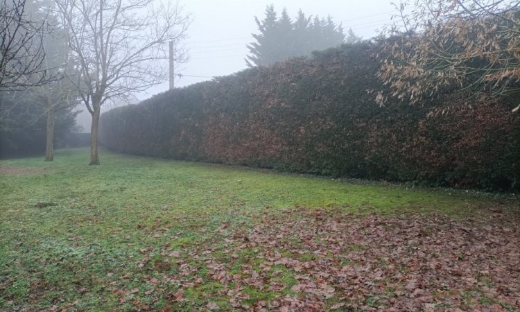 Taille de taille d'une haies de cyprès de Leyland à Bourgoin-Jallieu