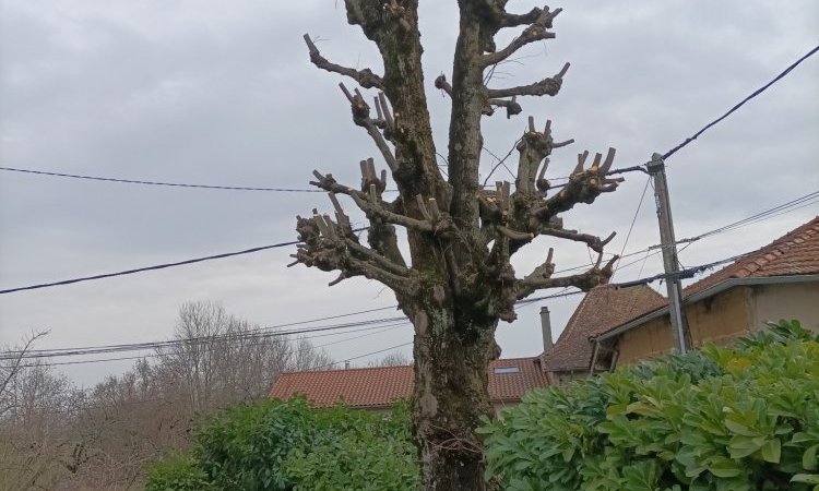 Elagage d'un tilleul à Bourgoin Jallieu