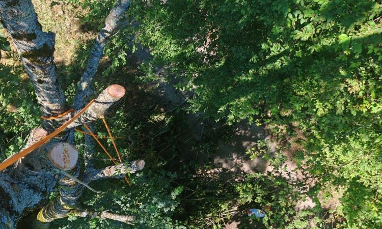 Chantier en hauteur - Démontage d'un frêne à Bourgoin Jallieu