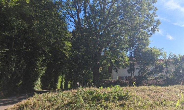 Chantier en hauteur - Démontage d'un frêne à Bourgoin Jallieu