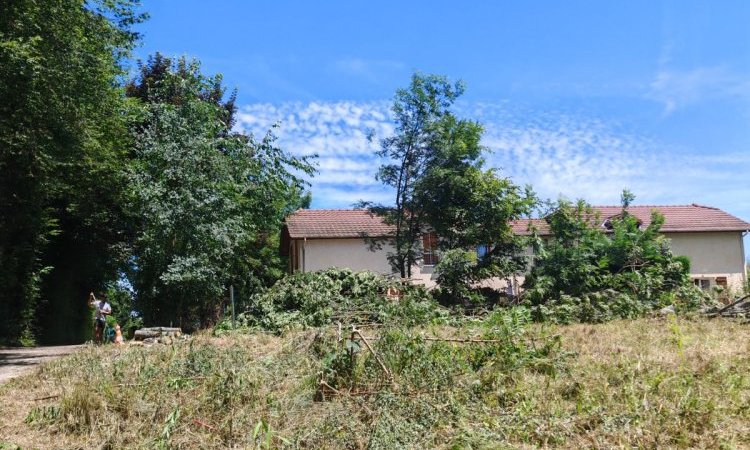 Chantier en hauteur - Démontage d'un frêne à Bourgoin Jallieu