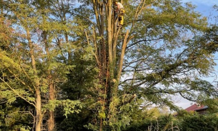 Démontage d'un acacia