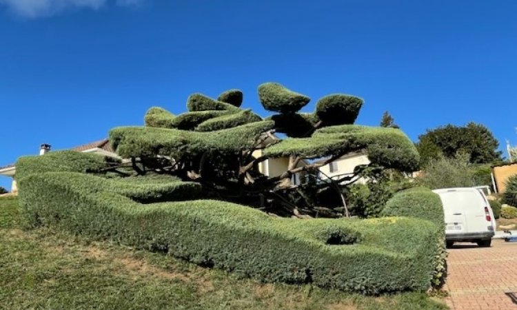 Taille d'un Junipérus en nuage