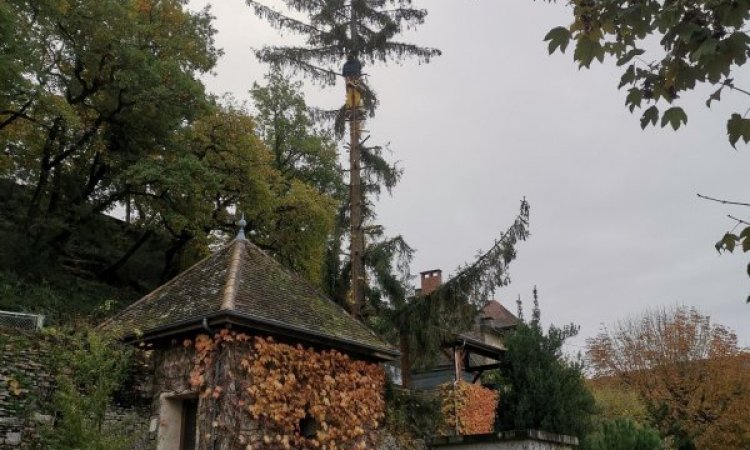 Abattage d'un épicéa à Bourgoin Jallieu