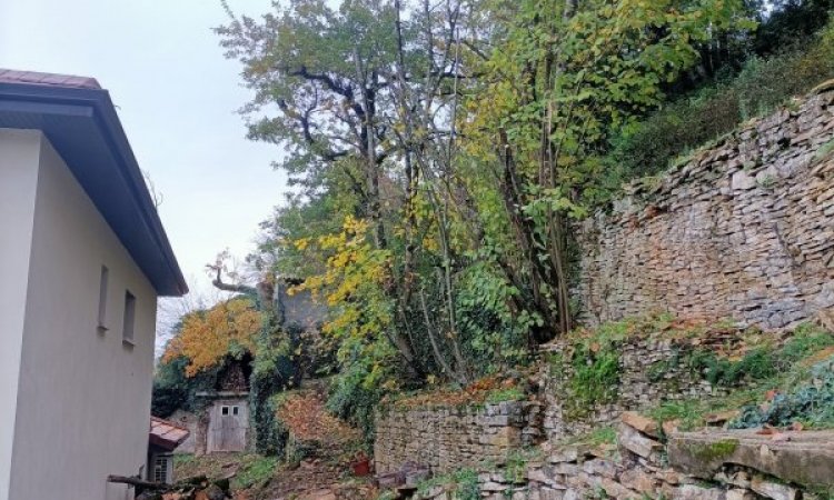 Elagage d'arbres en toute sécurité à Bourgoin Jallieu