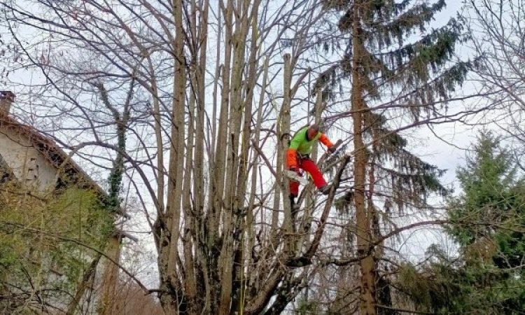 Elagage d'un tilleul à Bourgoin Jallieu