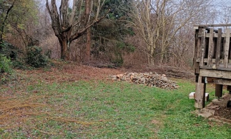 Elagage d'un tilleul à Bourgoin Jallieu