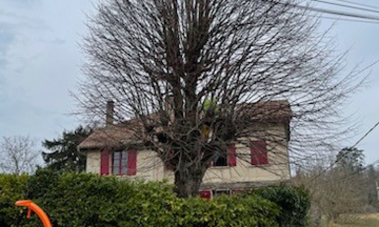 Elagage d'un tilleul à Bourgoin Jallieu